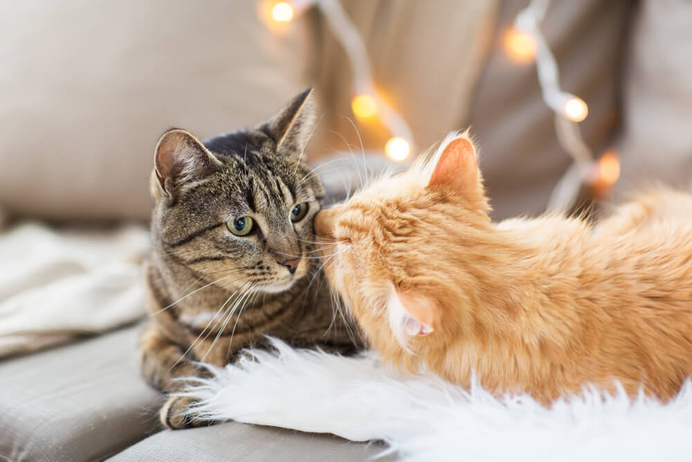 Best way to introduce a cat to a hot sale kitten